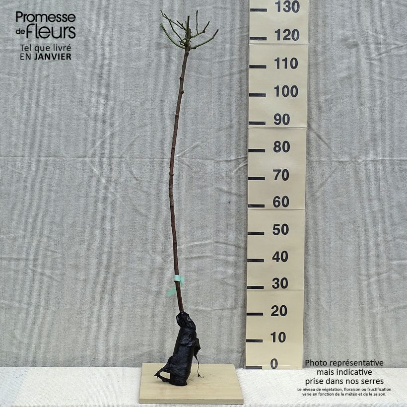 Example of Rosier tige Lavender Dream Racines nues en motte, Tige, Tige de 90/120 as you get in hiver