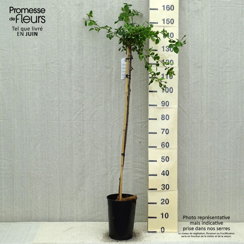 Spécimen de Rosier tige pleureur New Dawn Pot de 7,5L/10L, Tige de 120/150 tel que livré en été