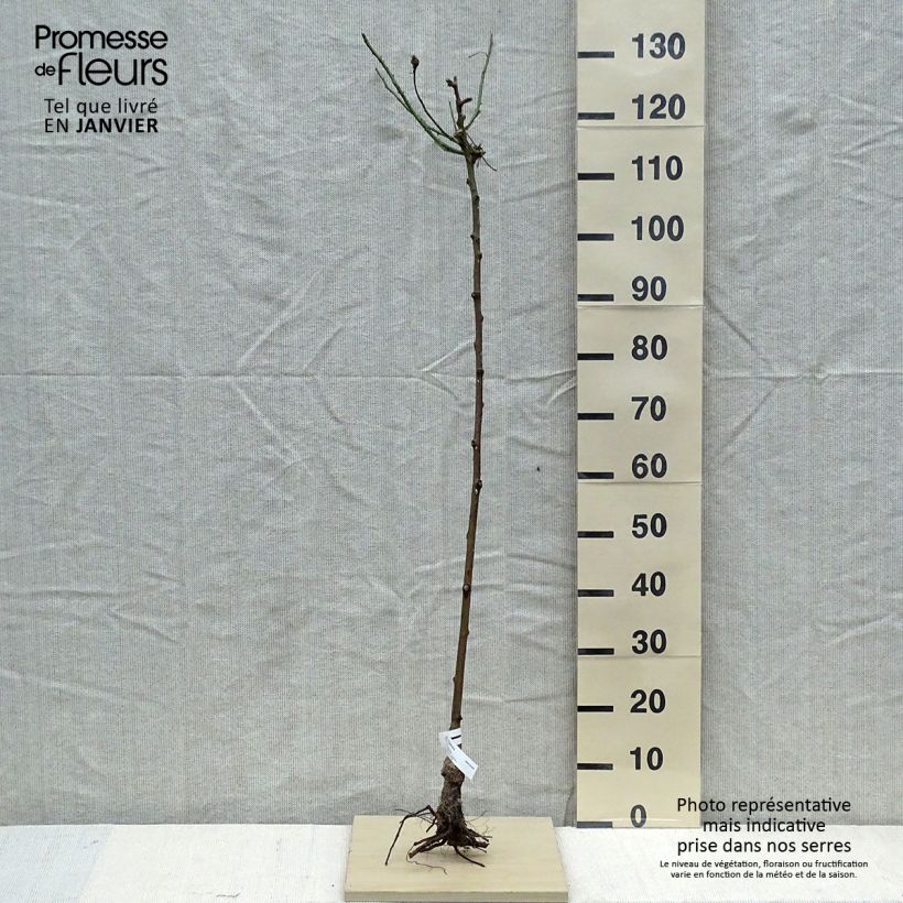 Example of Rosier tige Parfum Royal Racines nues, Tige, Tige de 90/120 as you get in hiver