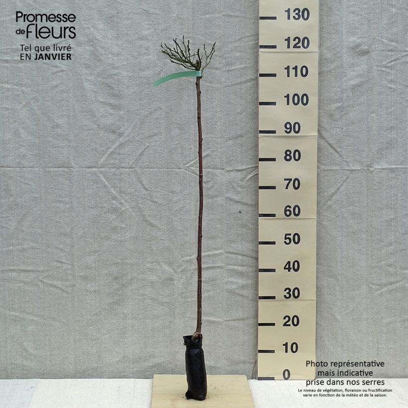 Example of Rosier Tige The Fairy Racines nues en motte, Tige, Tige de 90/120 as you get in hiver