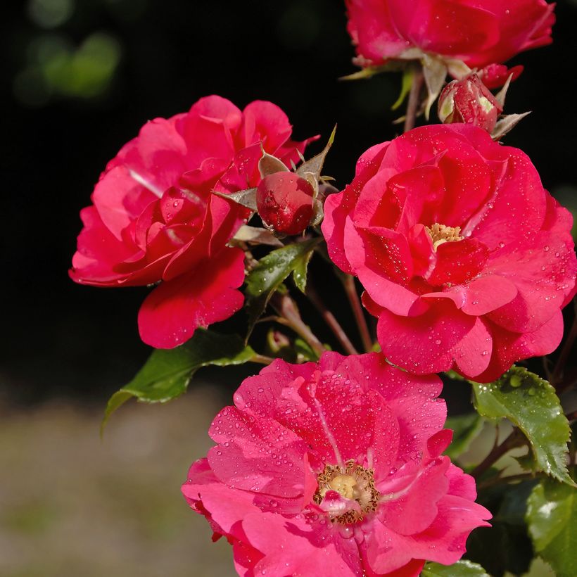Rosier Patio Rose Xenia (Flowering)