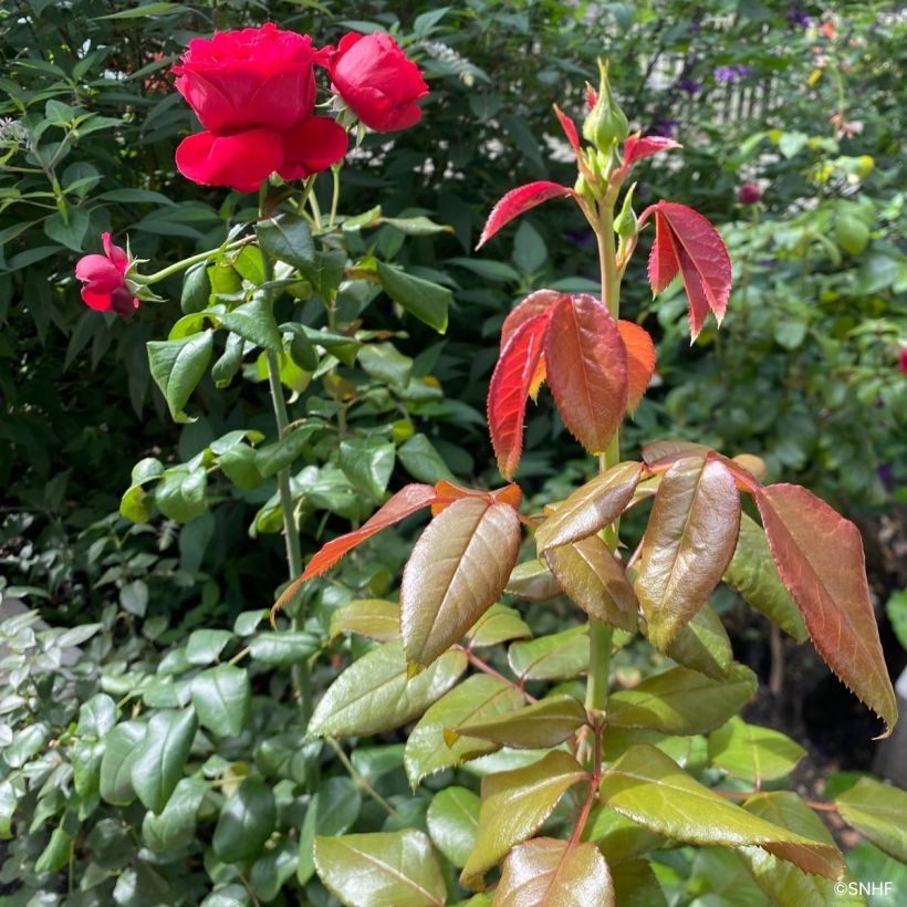 Rosier à fleurs groupées Société Nationale d’Horticulture de France (Feuillage)