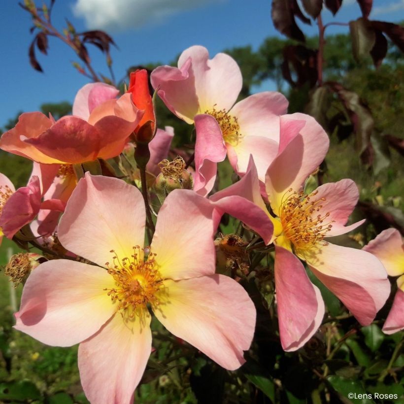 Rosier grimpant Lens Flair (Flowering)