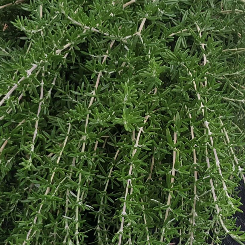 Rosmarinus officinalis Blue Cascade - Romarin retombant (Foliage)