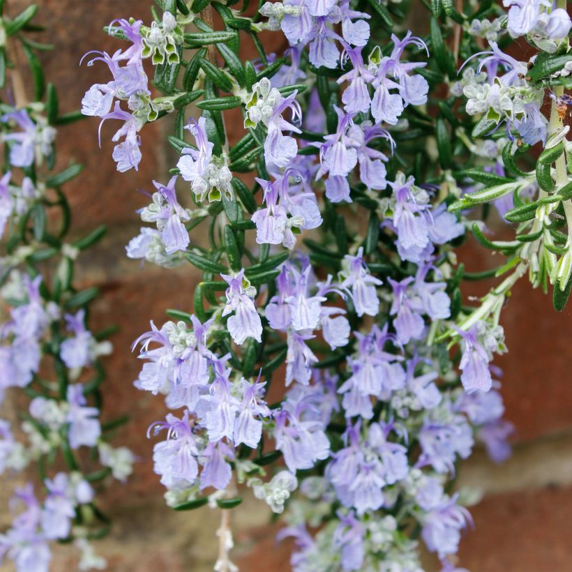 Rosmarinus officinalis Blue Cascade - Romarin retombant (Flowering)