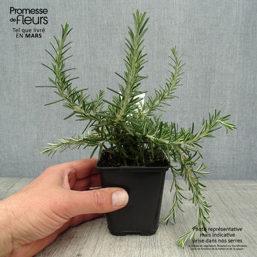 Example of Rosmarinus officinalis Blue Cascade - Romarin retombant Godet de 8/9 cm as you get in printemps