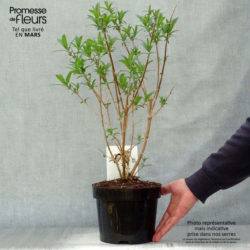 Example of Rostrinucula dependens Happy Cascade - Menthe en arbre Pot de 3L/4L as you get in printemps