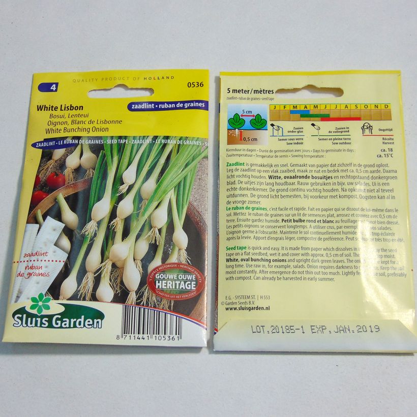 Exemple de spécimen de Ruban 5 m Oignon Blanc de Lisbonne - Allium cepa Livré en ruban de 5 mètres tel que livré