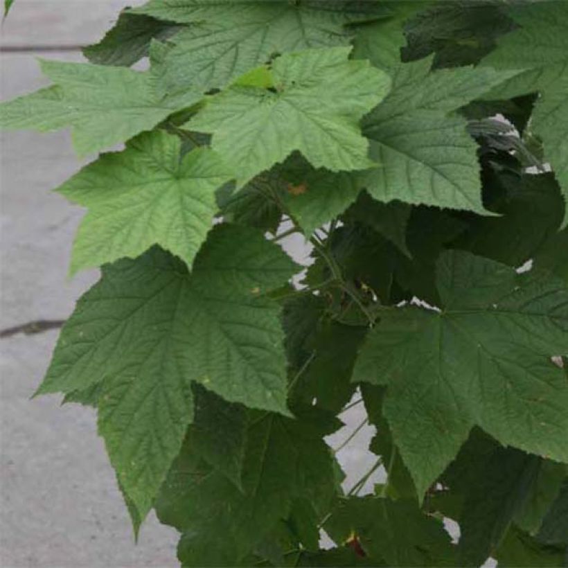 Rubus tridel Benenden - Ronce d'ornement. (Foliage)
