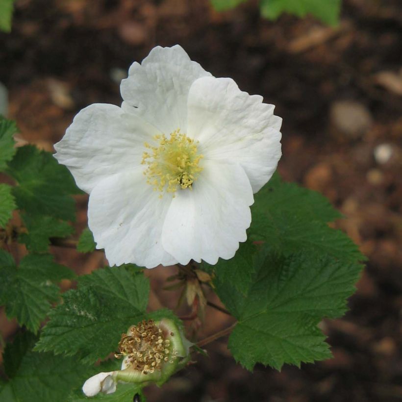Rubus tridel Benenden - Ronce d'ornement. (Flowering)