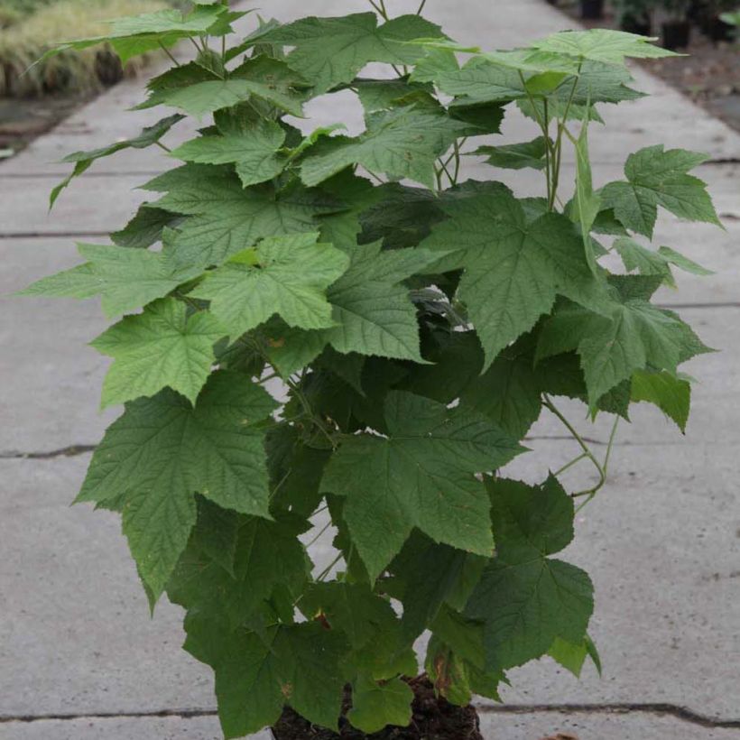 Rubus tridel Benenden - Ronce d'ornement. (Plant habit)
