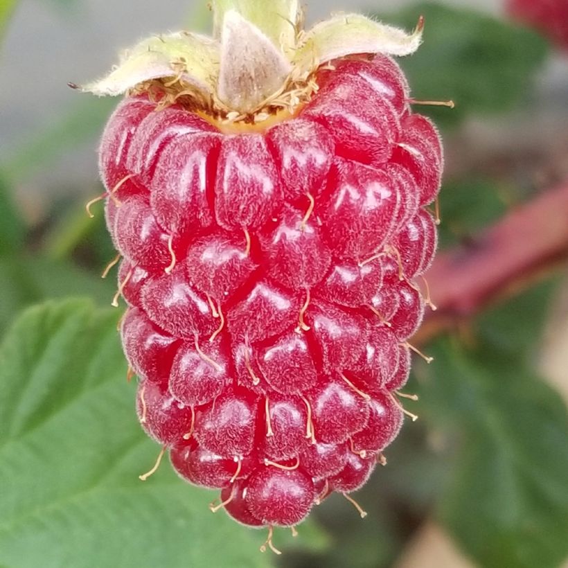 Mûre Medana Tayberry - Mûre-framboise (Harvest)