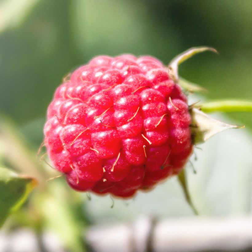 Framboisier Tulameen - Rubus idaeus (Harvest)