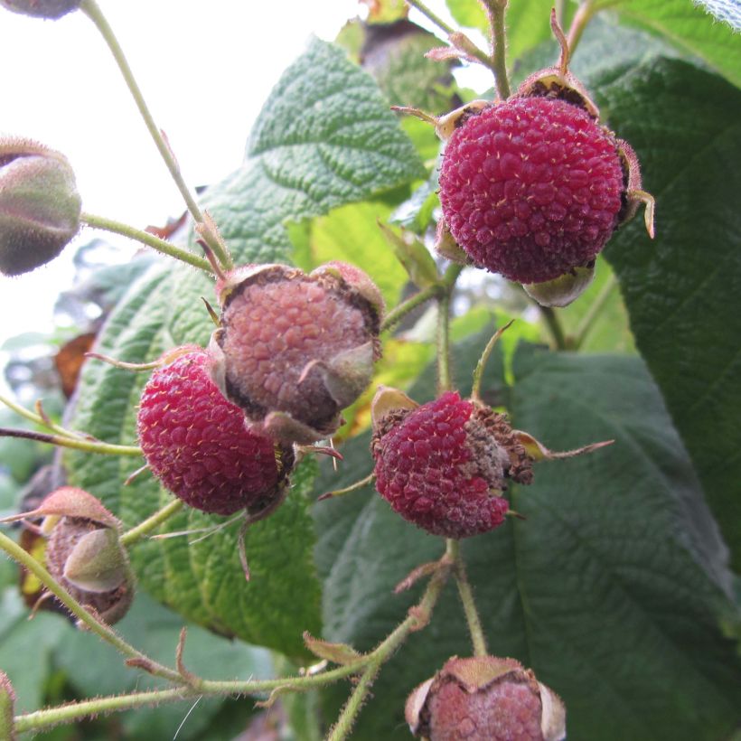 Rubus odoratus - Ronce d'ornement (Harvest)
