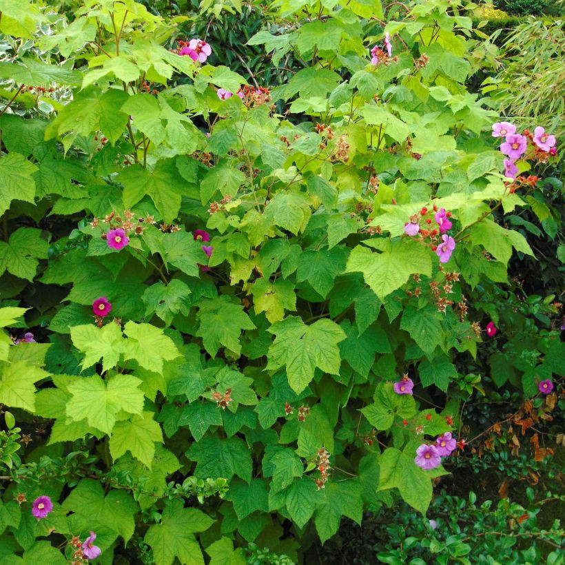 Rubus odoratus - Ronce d'ornement (Plant habit)