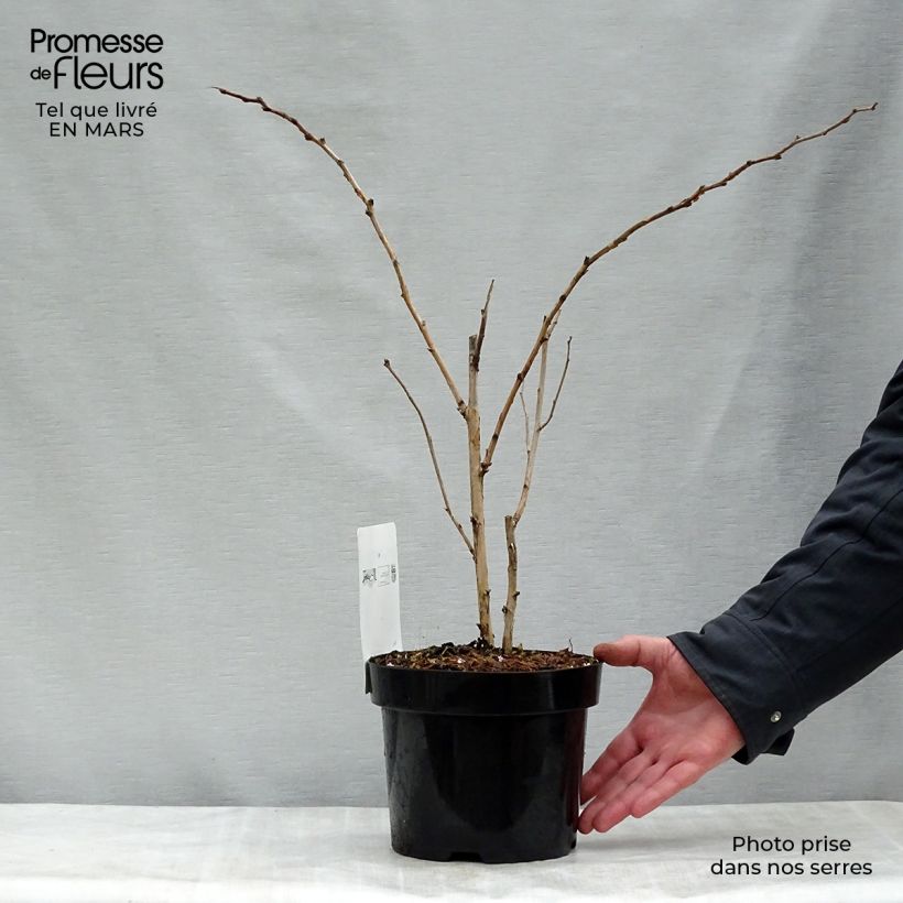 Example of Rubus odoratus - Ronce d'ornement Pot de 3L/4L as you get in printemps