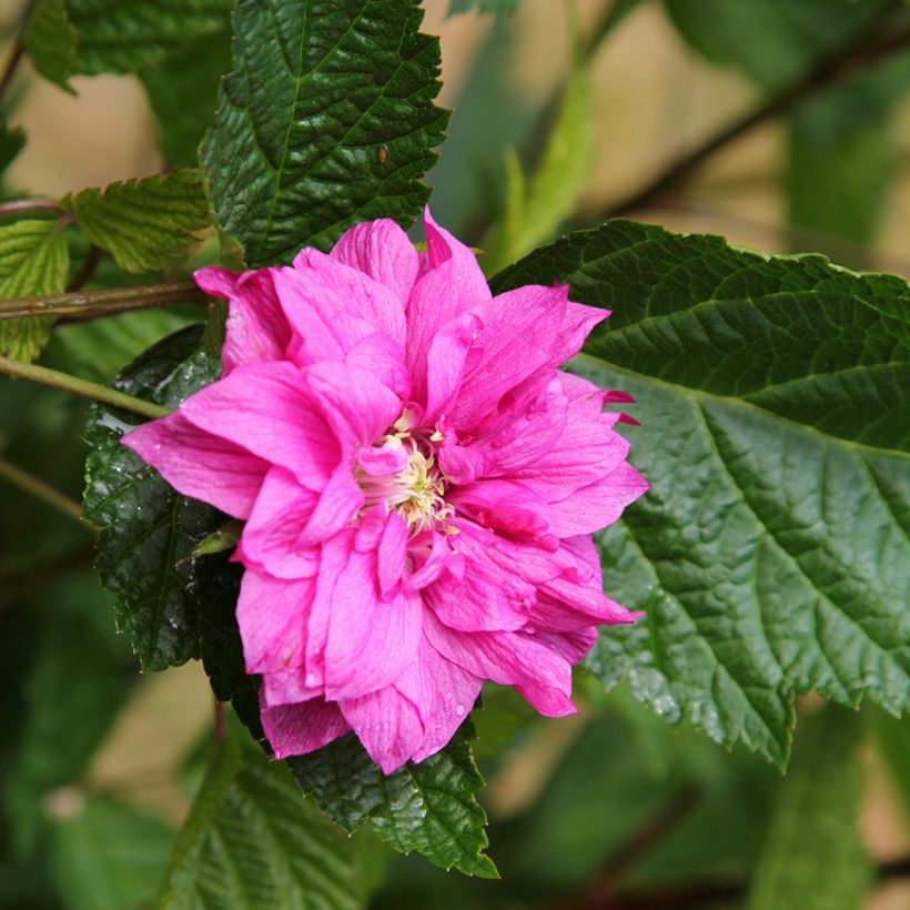 Rubus spectabilis Olympic Double (Flore Pleno) - Ronce d'ornement (Flowering)