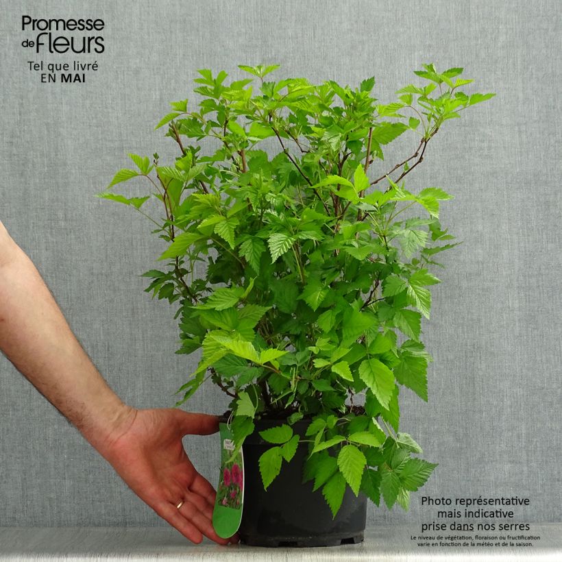 Example of Rubus spectabilis Olympic Double (Flore Pleno) - Ronce d'ornement Pot de 3L/4L as you get in printemps