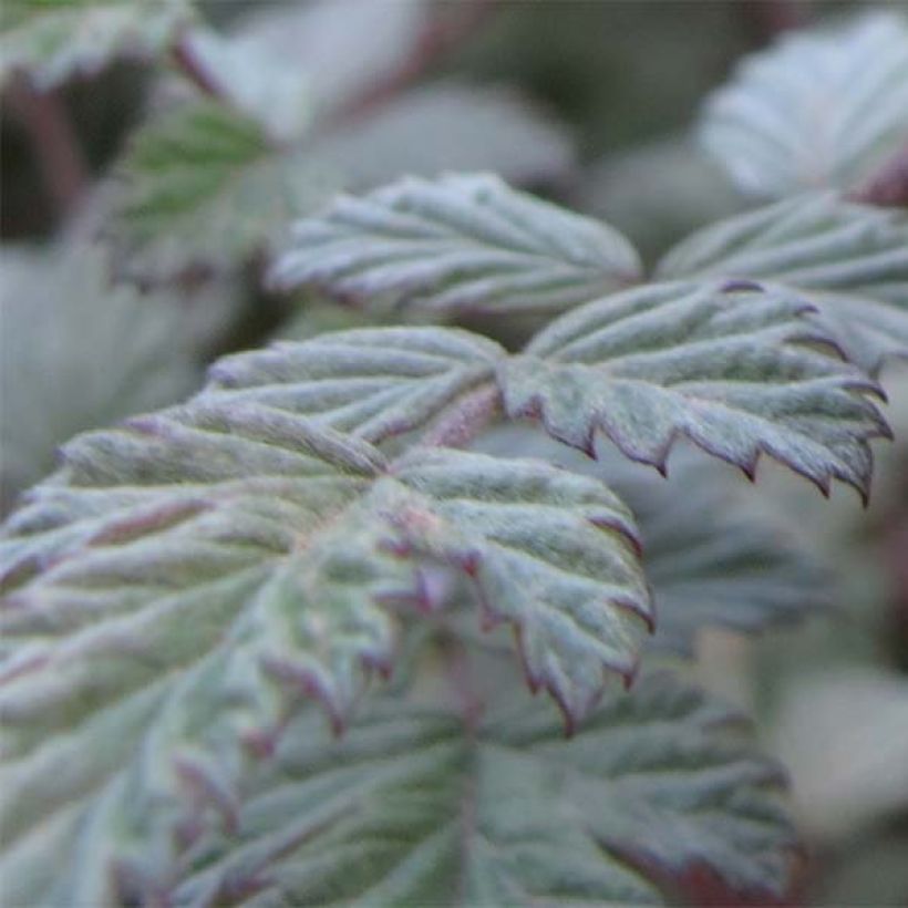 Rubus thibetanus Silver Fern - Ronce d'ornement (Foliage)