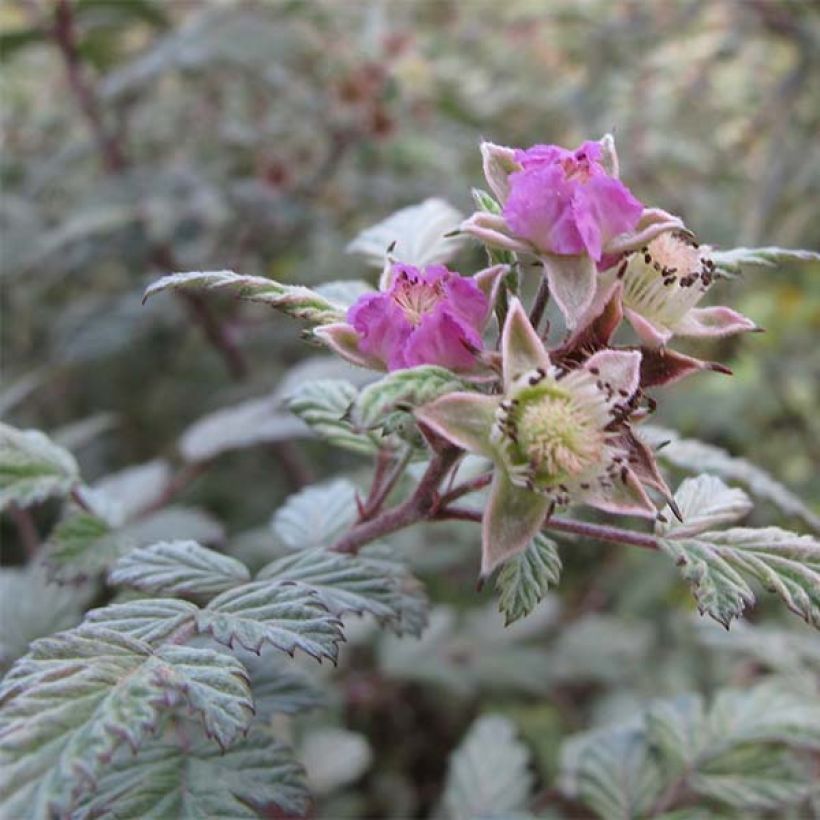 Rubus thibetanus Silver Fern - Ronce d'ornement (Flowering)