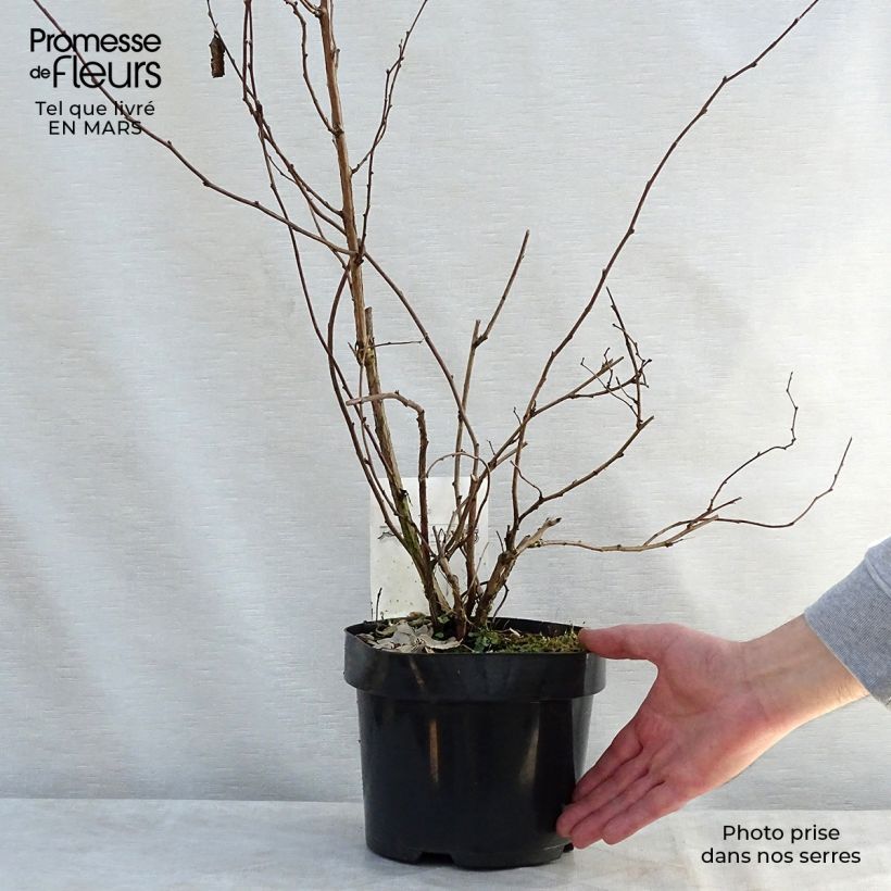 Example of Rubus tridel Benenden - Ronce d'ornement. Pot de 3L/4L as you get in printemps