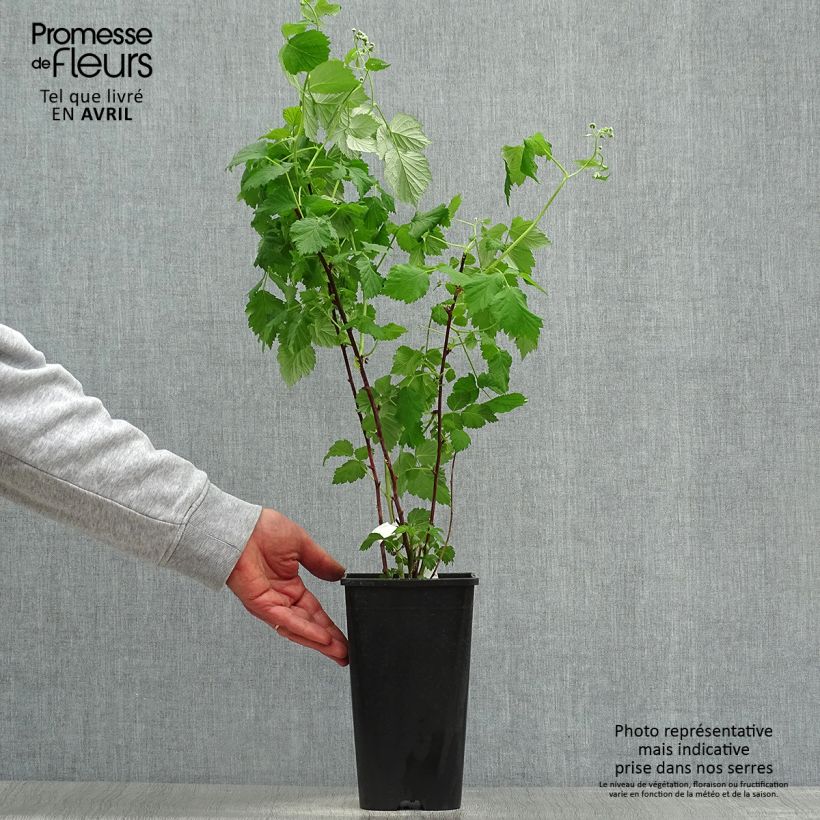 Example of Framboisier Glen Coe Pot de 2L/3L as you get in printemps