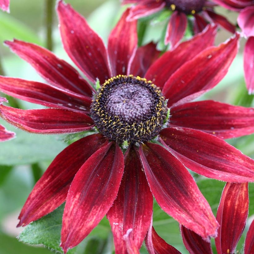 Rudbeckia annuel Cherry Brandy (Flowering)
