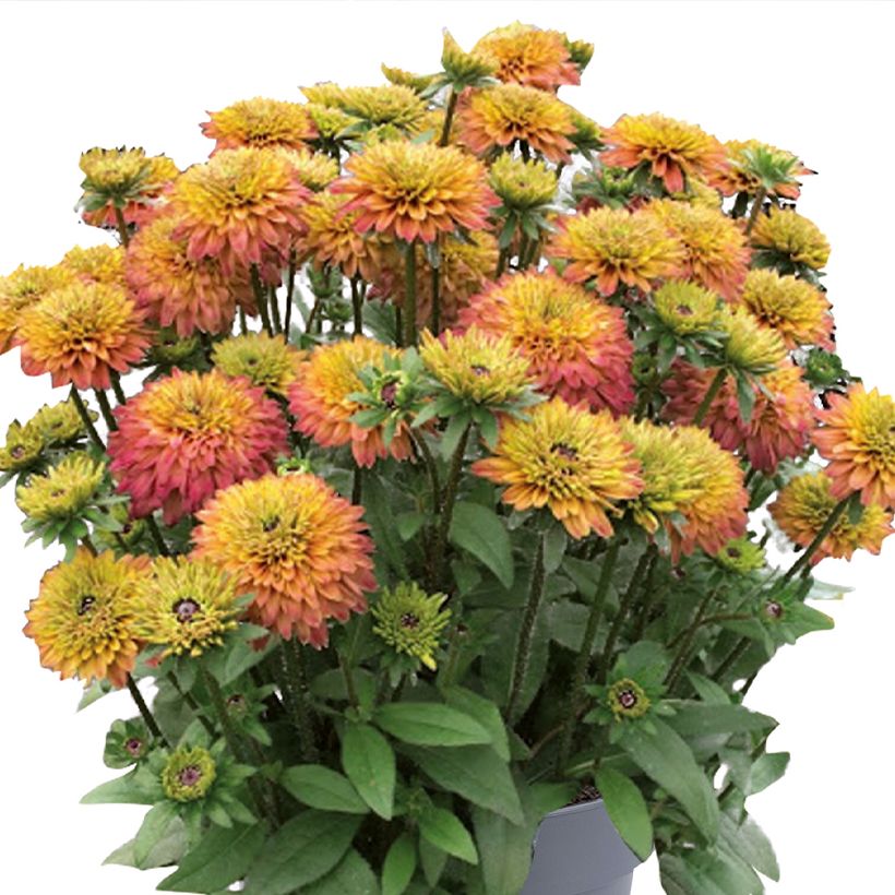 Rudbeckia Rudy Double Rose Yellow (Flowering)