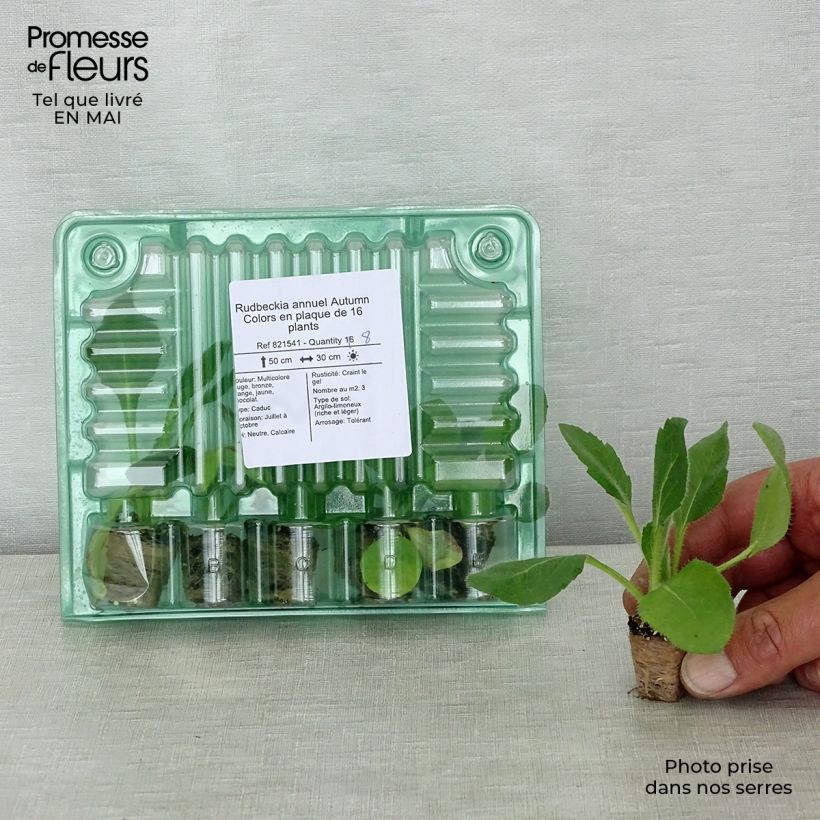 Example of Rudbeckia annuel Autumn Colors Jardimotte : motte 3,8 cm x 3,2 cm en plaque de culture par 16 as you get in printemps