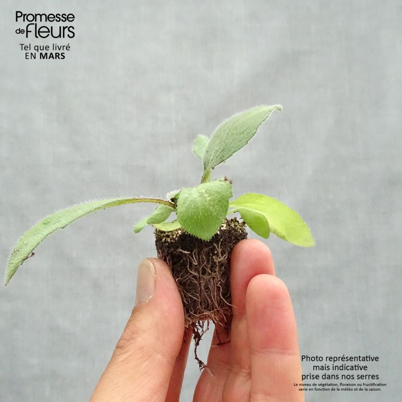 Example of Rudbeckia annuel Cherry Brandy Jardimotte : motte 3,8 cm x 3,2 cm en plaque de culture par 16 as you get in printemps