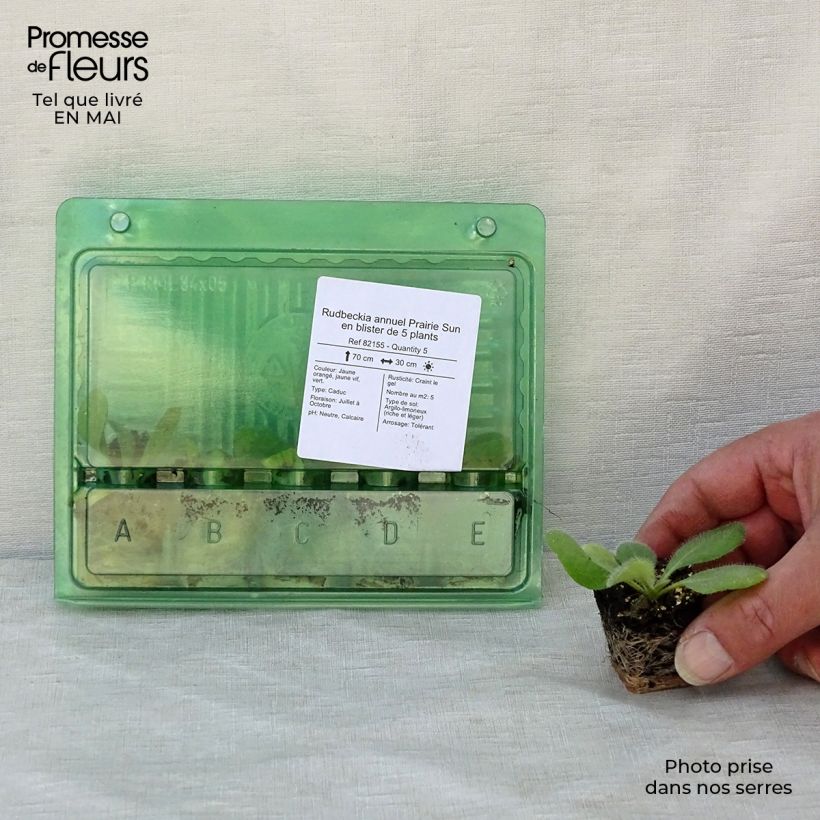 Example of Rudbeckia annuel Prairie Sun Mini-motte Ø 3/4 cm, Livré en plant vert de 5 à 10 cm de hauteur as you get in printemps