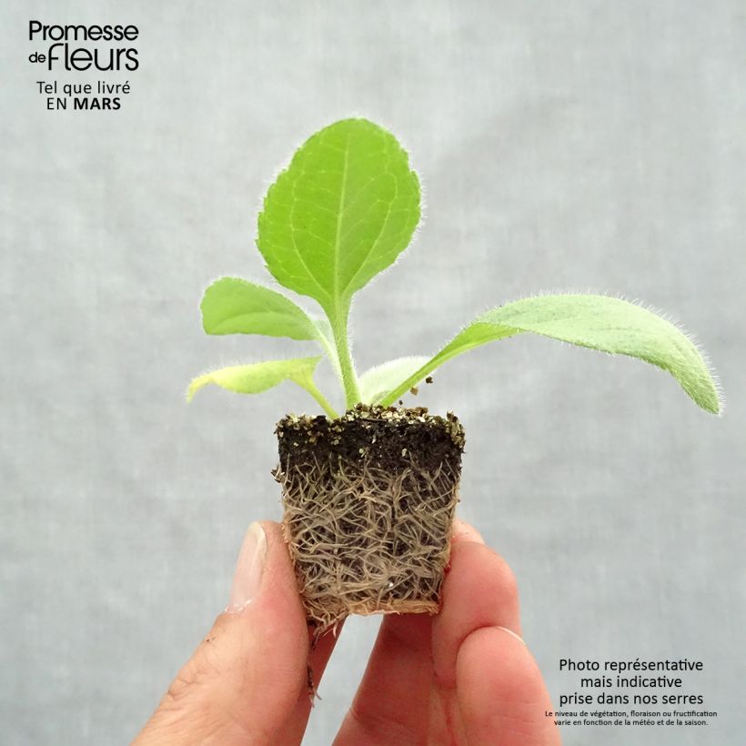 Example of Rudbeckia annuel Prairie Sun Jardimotte : motte 3,8 cm x 3,2 cm en plaque de culture par 16 as you get in printemps