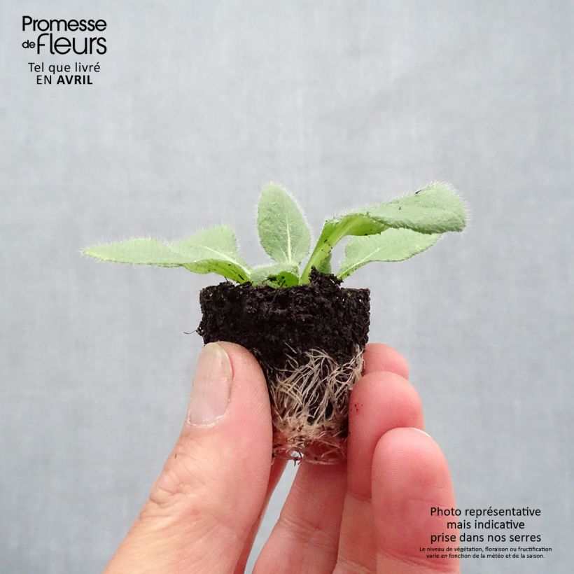 Example of Rudbeckia annuel Sunbeckia Luna Mini-motte Ø 1,5/2,5 cm as you get in printemps