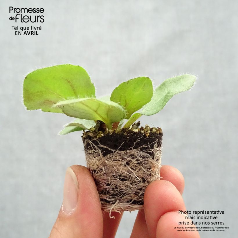 Spécimen de Rudbeckia annuel Sunbeckia Mia Mini-motte Ø 1,5/2,5 cm tel que livré au printemps