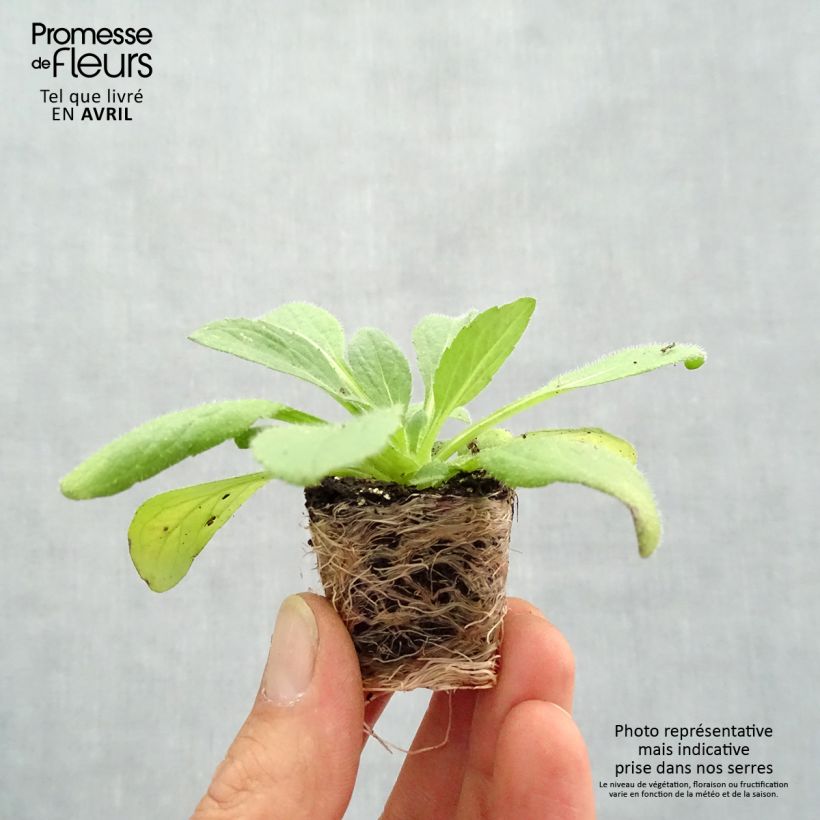 Example of Rudbeckia annuel Sunbeckia Ophelia Mini-motte Ø 1,5/2,5 cm as you get in printemps