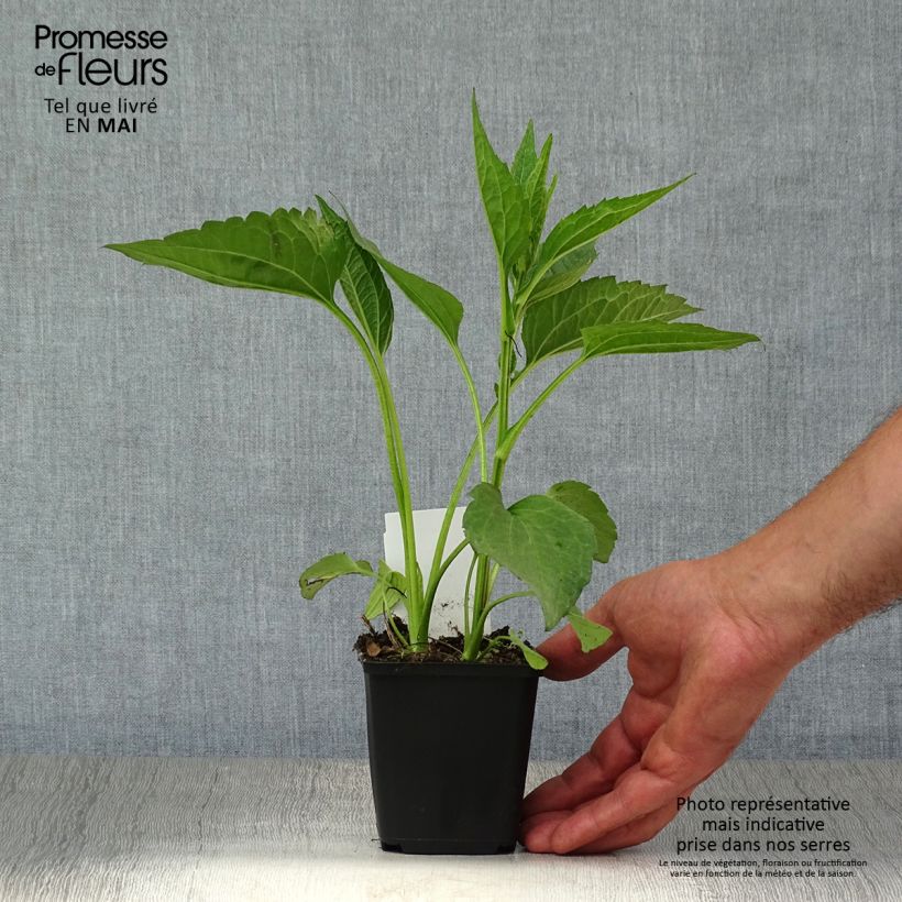 Example of Rudbeckia fulgida Early Bird Gold Godet de 8/9 cm as you get in printemps