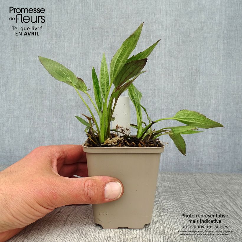 Example of Rudbeckia fulgida Forever Gold Godet de 8/9 cm as you get in printemps