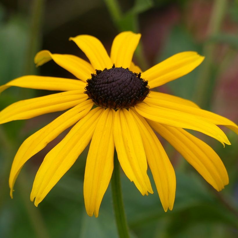 Rudbeckia fulgida Goldsturm - Soleil vivace d'automne (Flowering)