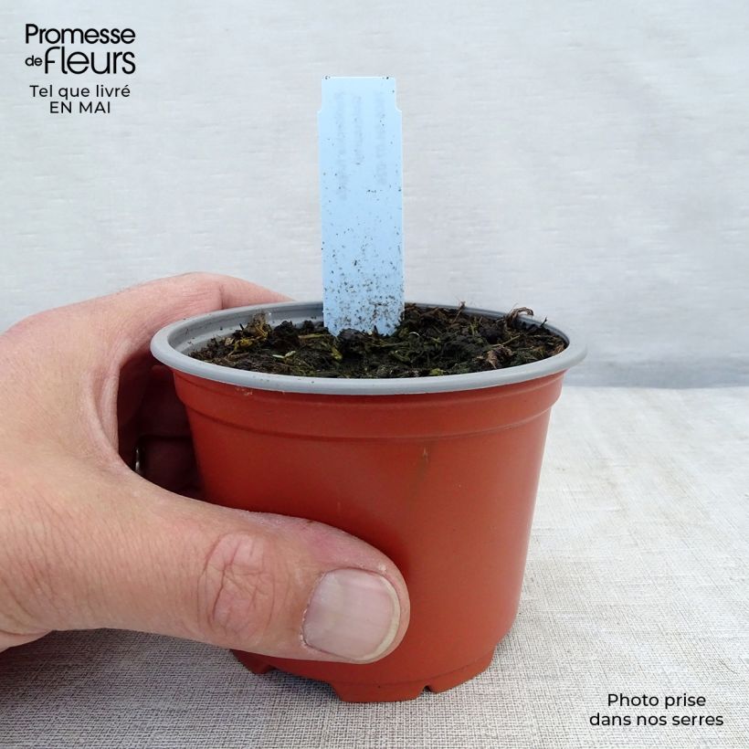 Example of Rudbeckia fulgida Goldsturm - Soleil vivace d'automne Godet de 8/9 cm as you get in printemps