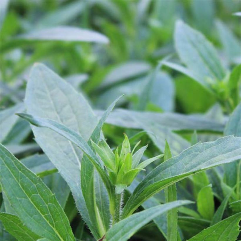 Rudbeckia fulgida Little Goldstar (Foliage)