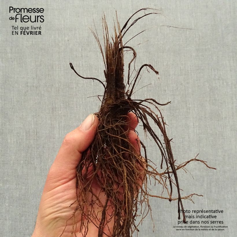 Spécimen de Rudbeckia fulgida Pot of Gold - Rudbéckie compacte Racines nues, Qualité premium tel que livré en hiver