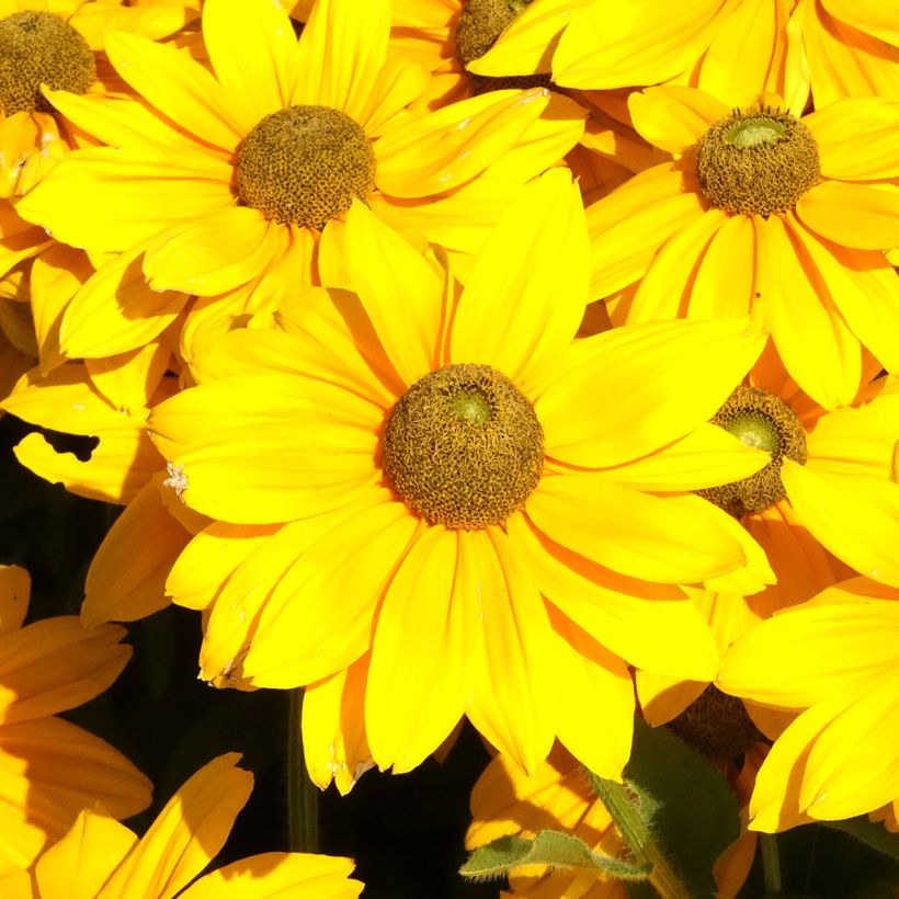 Rudbeckia annuel Sunbeckia Ophelia (Floraison)