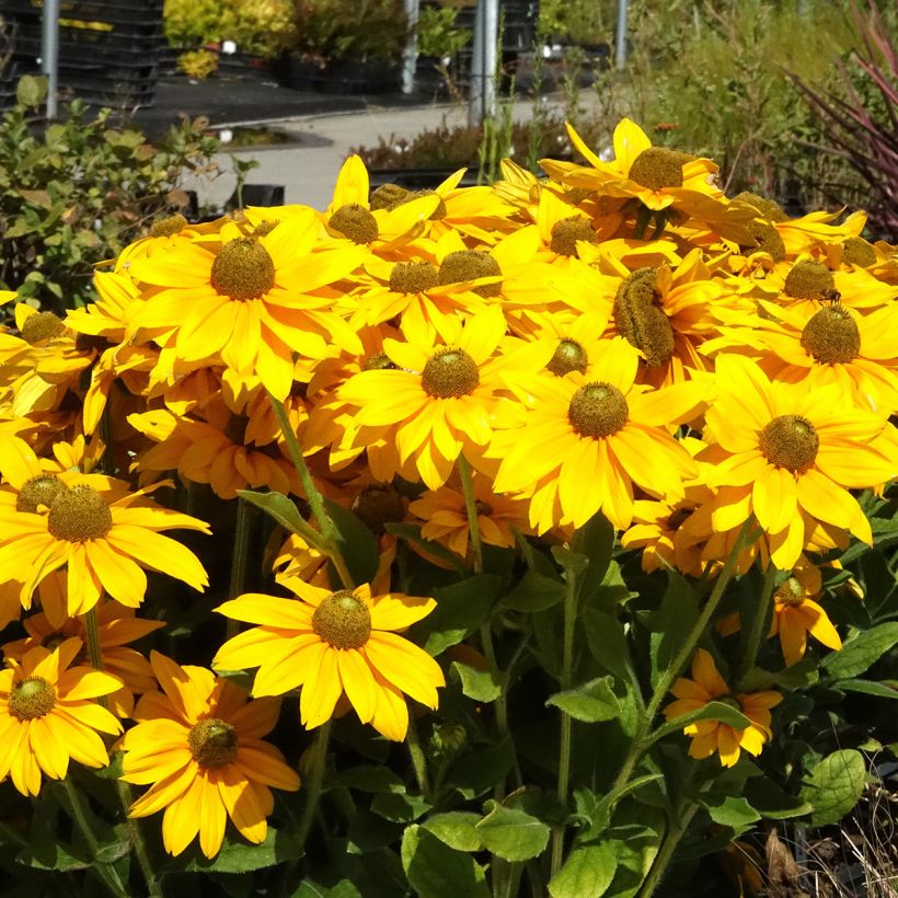 Rudbeckia annuel Sunbeckia Ophelia (Port)