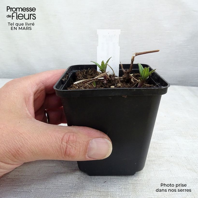 Example of Rudbeckia laciniata Goldquelle Godet de 8/9 cm as you get in printemps