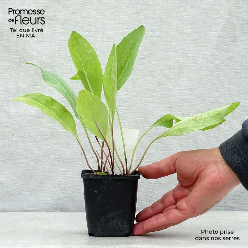 Example of Rudbeckia maxima Godet de 8/9 cm as you get in printemps