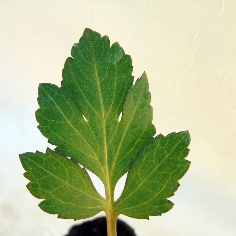 Rudbeckia nitida Herbstsonne - Soleil vivace d'automne (Foliage)