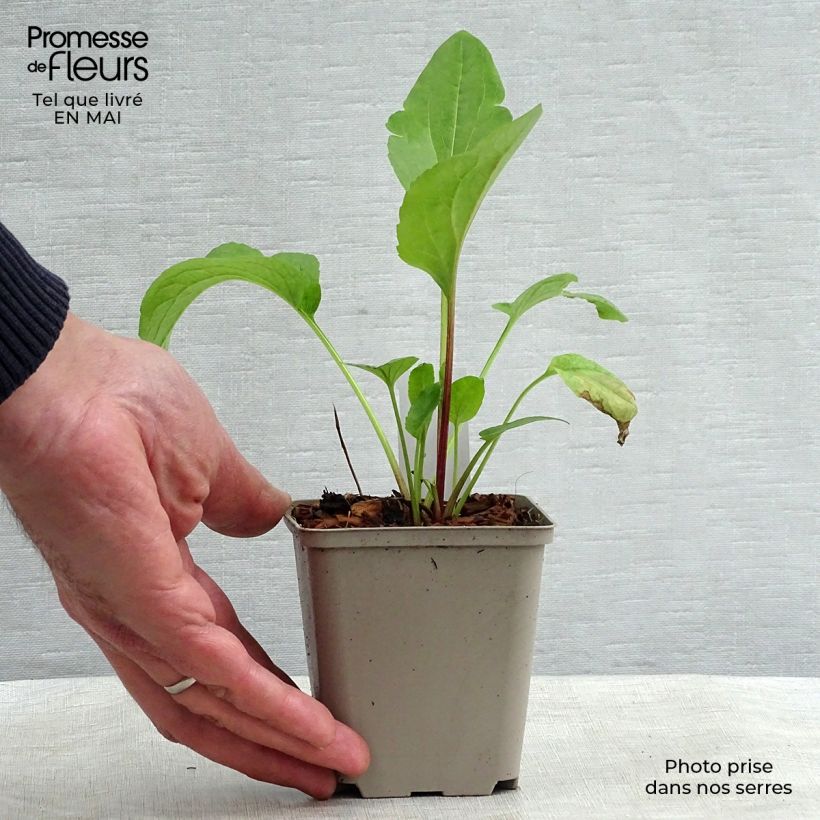 Example of Rudbeckia occidentalis Green Wizard Godet de 8/9 cm as you get in printemps