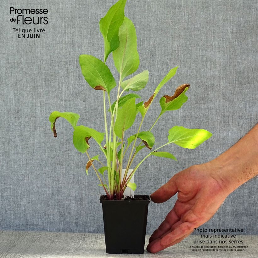 Spécimen de Rudbeckia occidentalis Green Wizard Godet de 8/9 cm tel que livré en été