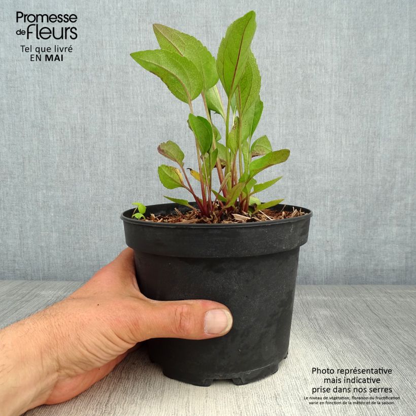 Example of Rudbeckia occidentalis Green Wizard Pot de 2L/3L as you get in printemps