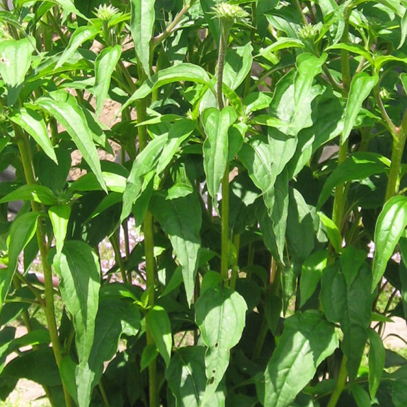 Echinacea Tomato Soup - Echinacée (Foliage)